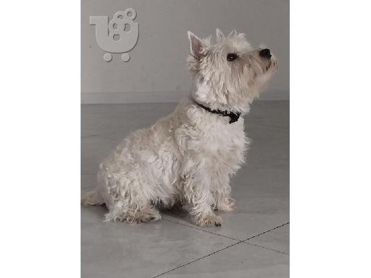 Αρσενικό Westie terrier